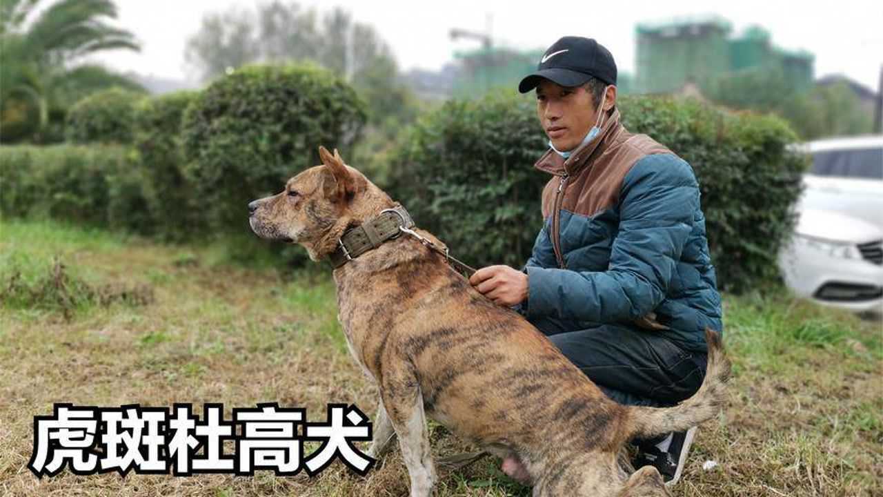 農村狗集像東北虎的奇怪狗給1萬也不賣是虎斑犬和杜高雜交嗎