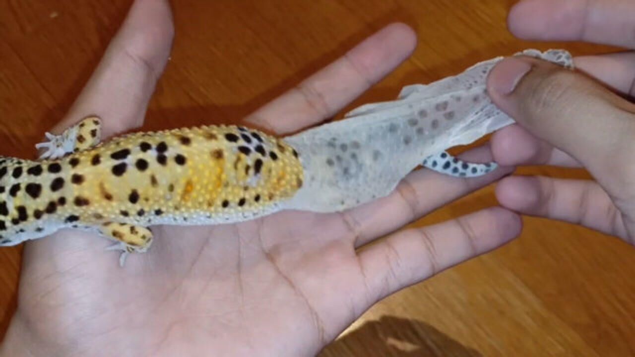 蜥蜴蜕皮,主人忍不住亲自动手,一撕一拉,"爽死"强迫症了!