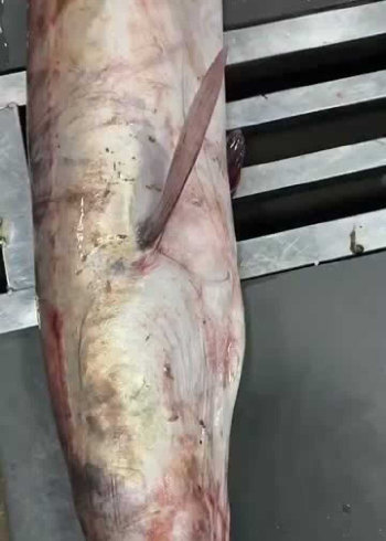 现切本港海麻鱼,新鲜无比,想吃抓紧约起来