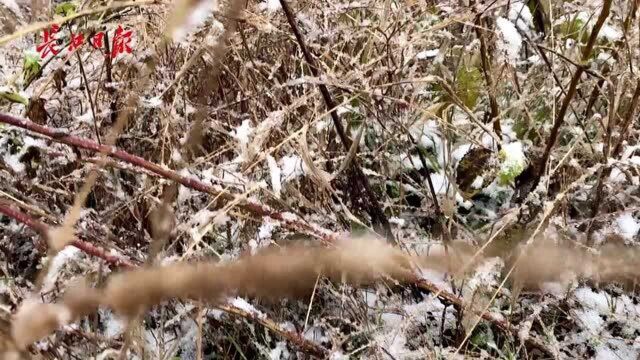 距武汉直线距离100公里的鄂北今天大雪纷飞