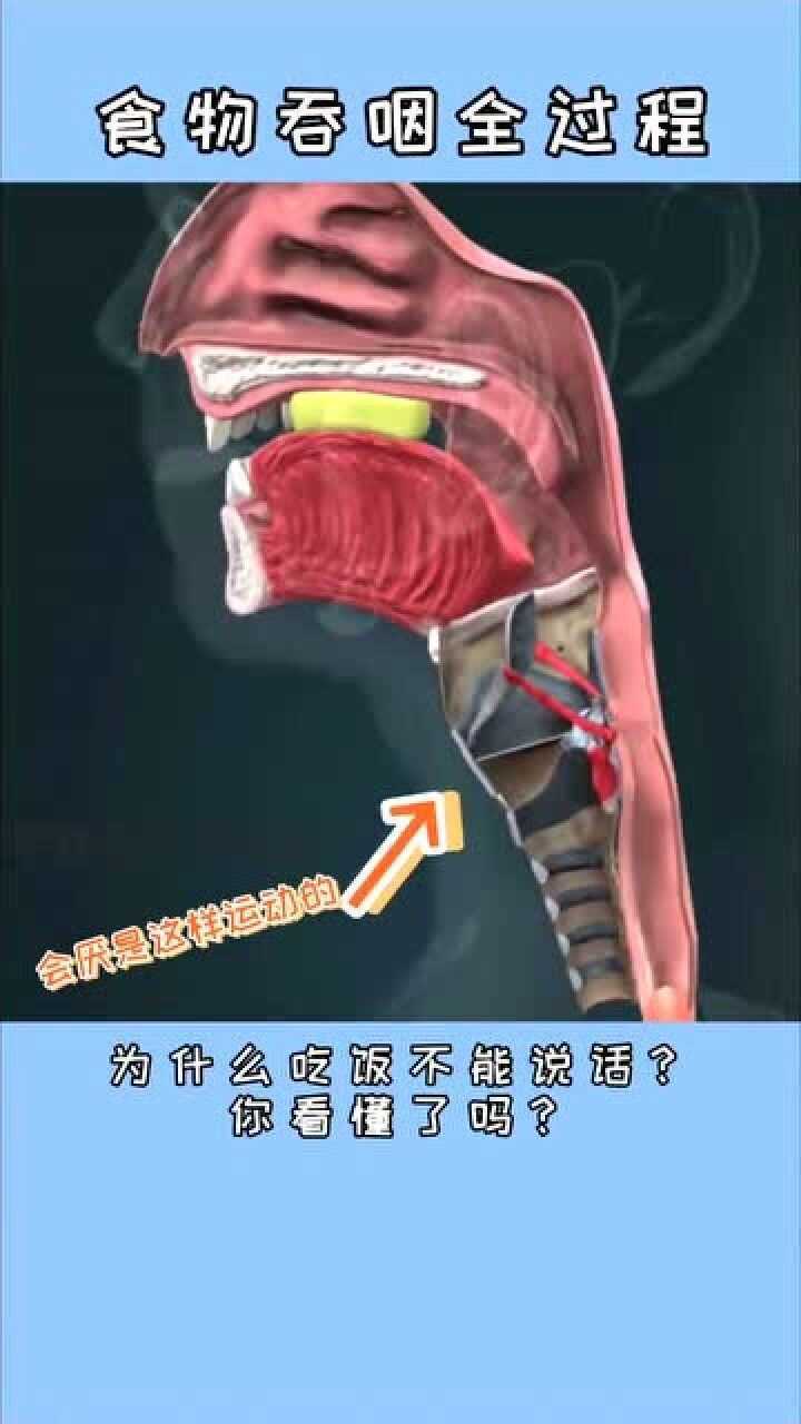 食物吞咽全过程为什么要食不言寝不语你看懂了吗