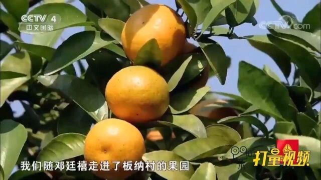 荔浦砂糖橘,果园里一片忙碌的景象,果农的收入太可观