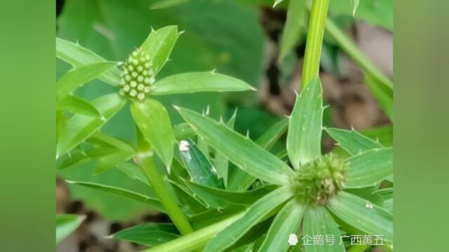 这种植物叫刺芹,也叫节节花,是一种中草药,认识一下吧