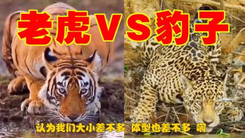 老虎和豹子的最直观区别