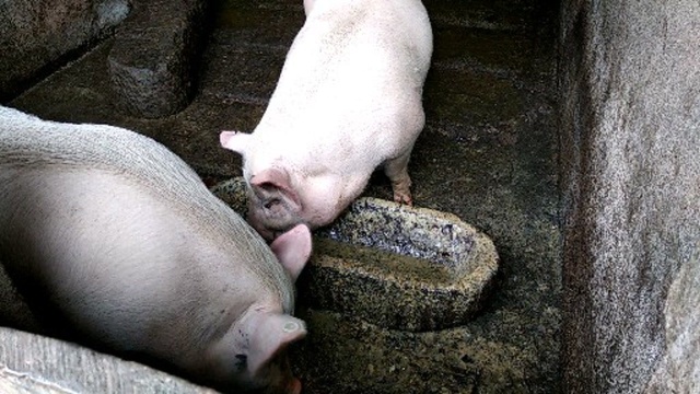 自家养的熟食猪,肉质鲜美,城市人根本吃不到