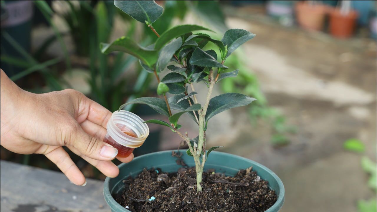 山茶花的成长过程图片