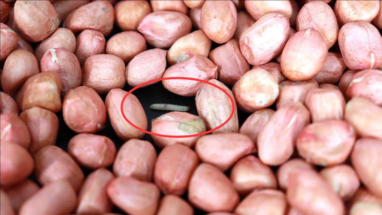 花生容易长虫发霉教你正确保存方法放一年都不坏方法真管用
