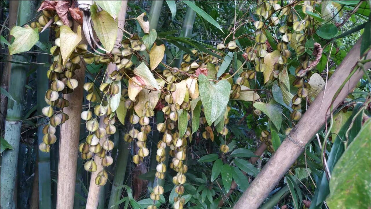 遇见这样的风铃不要错过了,它叫紫山药,参薯还被称为蔬菜之王.