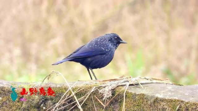 原生态野生鸟紫啸鸫,和乌鸫相似,蓝色的羽毛比乌鸫漂亮