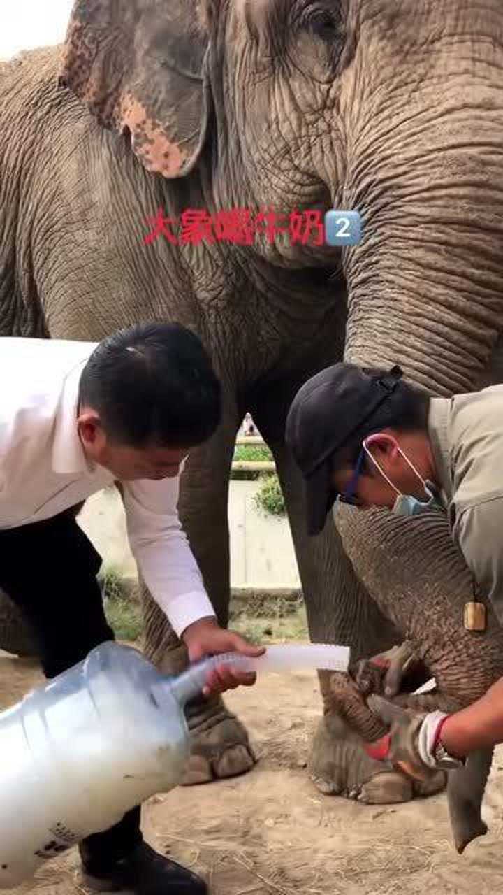 两只大象喝牛奶自己不喝留下给小象喝是不是感觉母爱好伟大