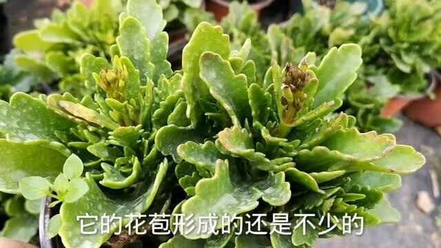 长寿花花苞发黑不要急,可能是3个方面出了问题,可以这样处理