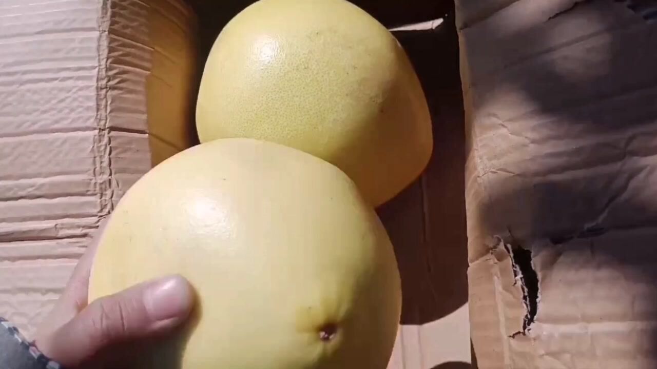 网上薅了两柚子拿到才知道这小个是个啥都还没熟透