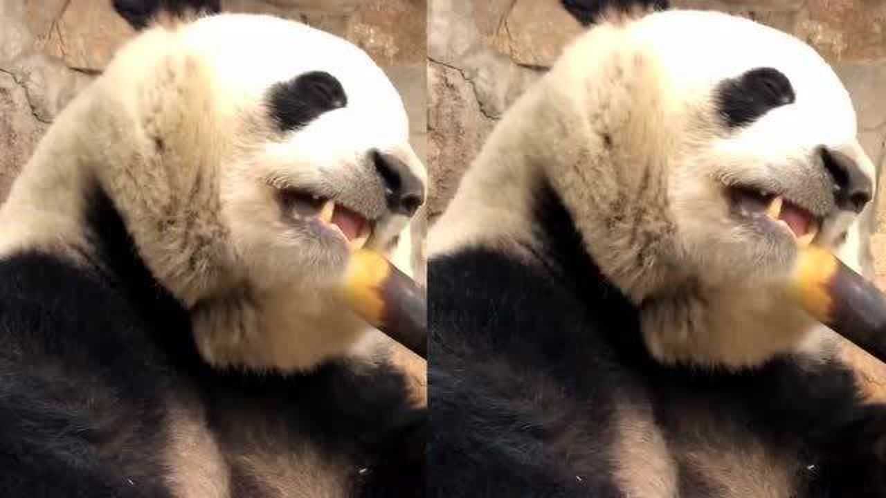 大熊猫吃甘蔗吐渣不?围观旅美大熊猫吃甘蔗,太可爱