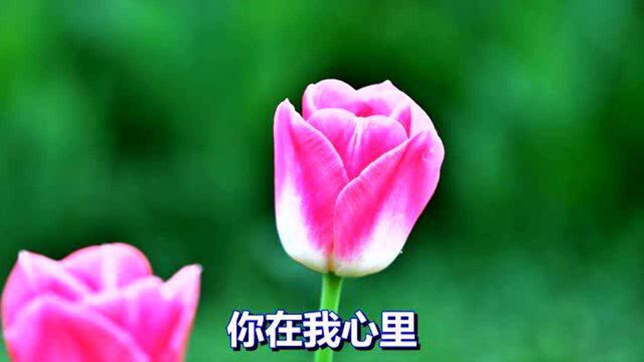 一首经典歌曲《你在我心里》