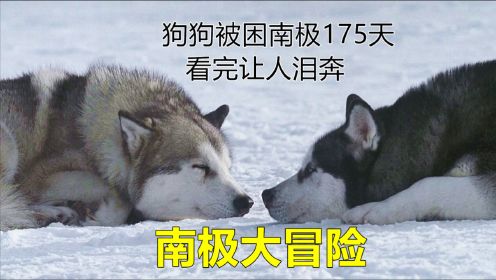 狗狗被主人抛弃，它们被困在南极175天，看完让人泪奔的电影