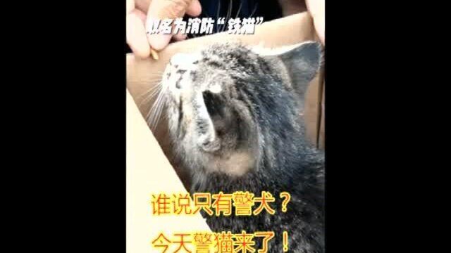 取名为消防“铁猫”,以后你就跟着消防叔叔了!