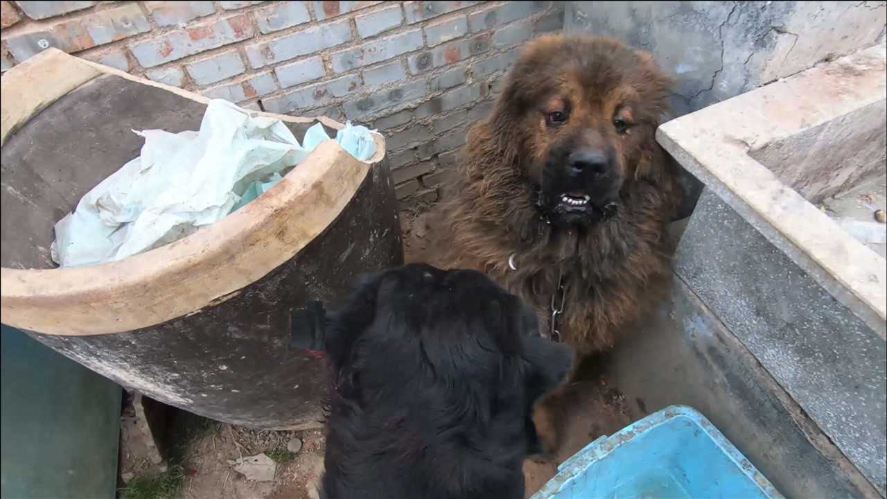 花猫面对黑豹勇敢地迈出了第二步藏獒的血脉就要被激发加油