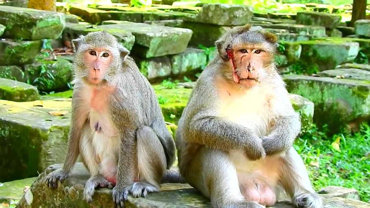 健壮的公猴怎么了头破血流都破相了