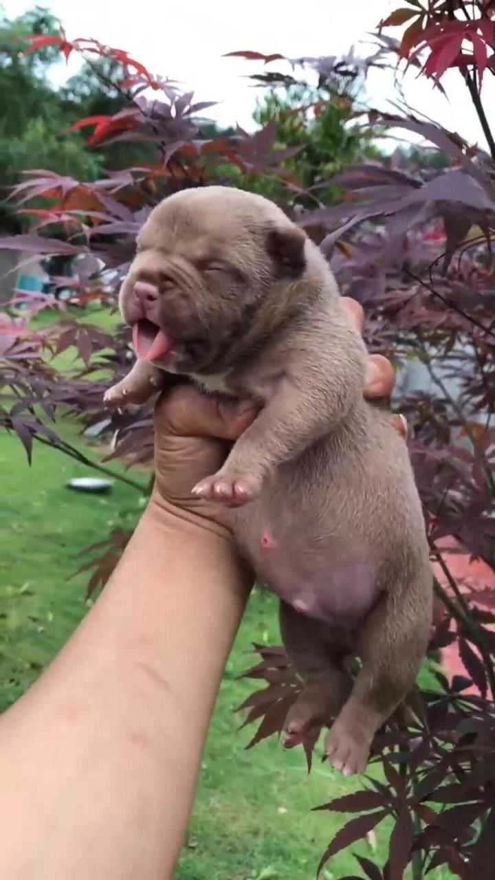 刚出生的恶霸犬竟然是这个样子怎么长大就变样了呢