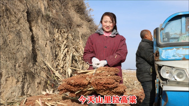 陕北农村,小徐和老爸山里拉回高粱在院子碾压,看来今天干不完了