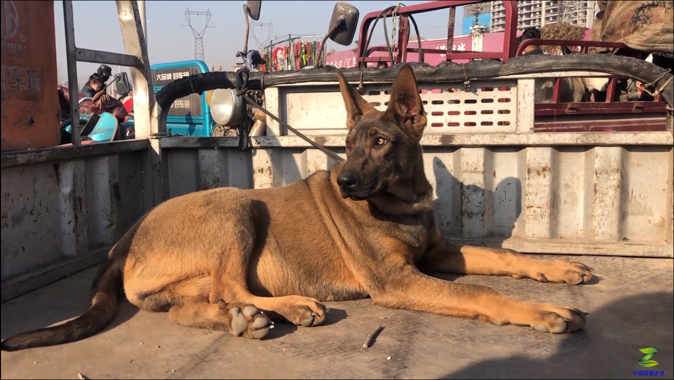 昆明犬杂交土狗图片