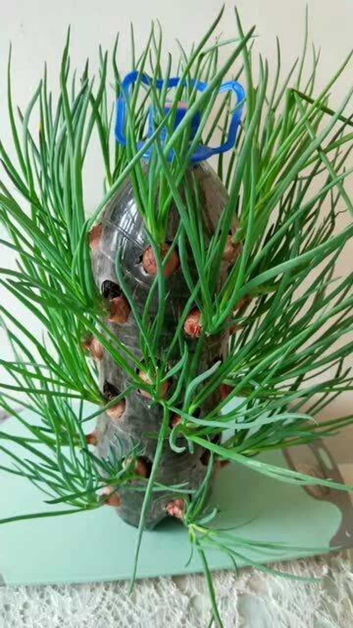 饮料瓶栽毛葱第八天!