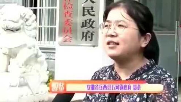 香榧的开发链条长收益巨大 岳西县开荒种植香榧 帮助农民增收