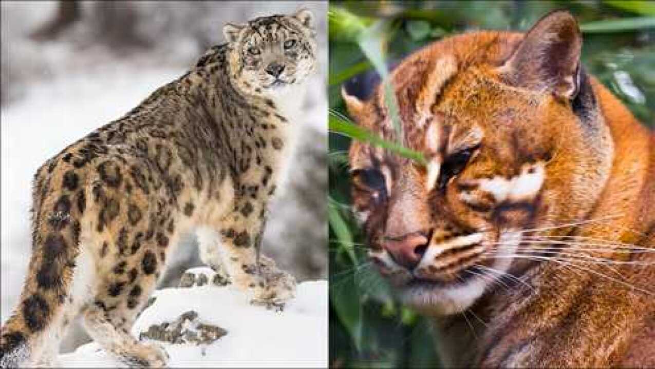 6種世界上最漂亮的野生貓科動物比雪豹大花貓還珍貴