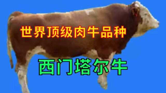 大型肉牛品种之一,西门塔尔牛,养殖两年体重高达1吨以上