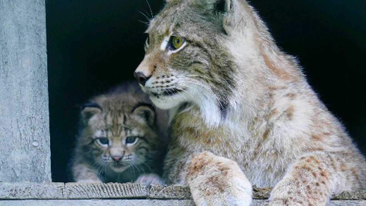 野生动物园猞猁带着刚出窝的幼崽一起出来玩耍