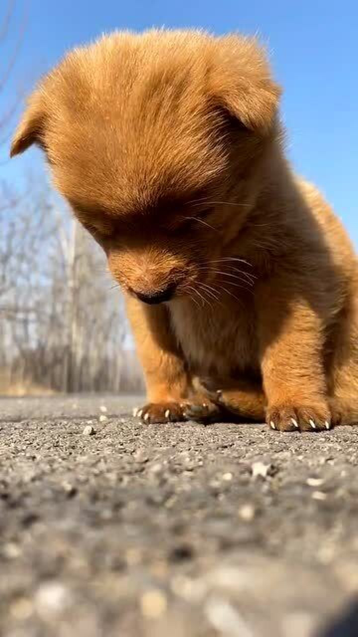 打瞌睡的小狗太可爱了