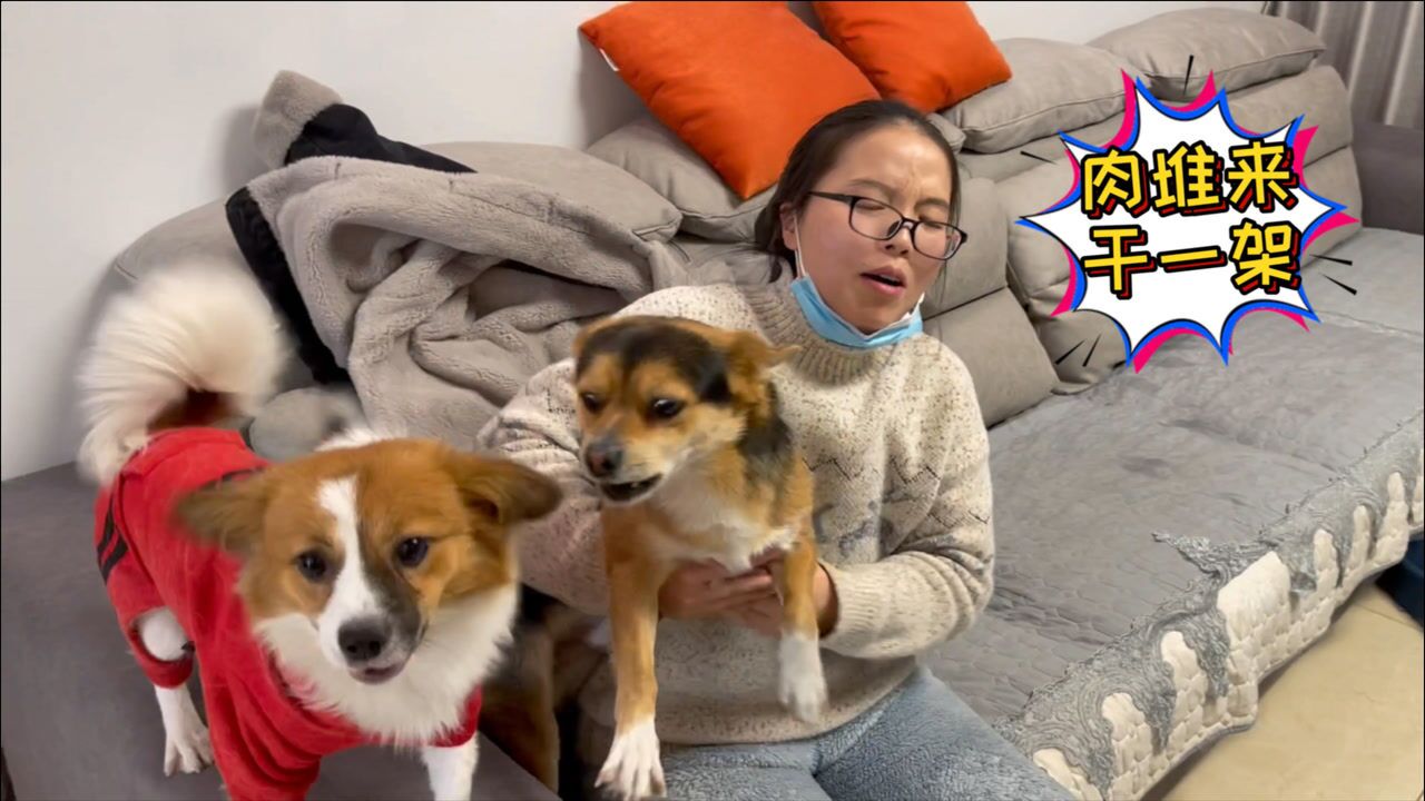 主人只带肉堆回老家其他狗吃醋非要打架场面激烈拉都拉不住