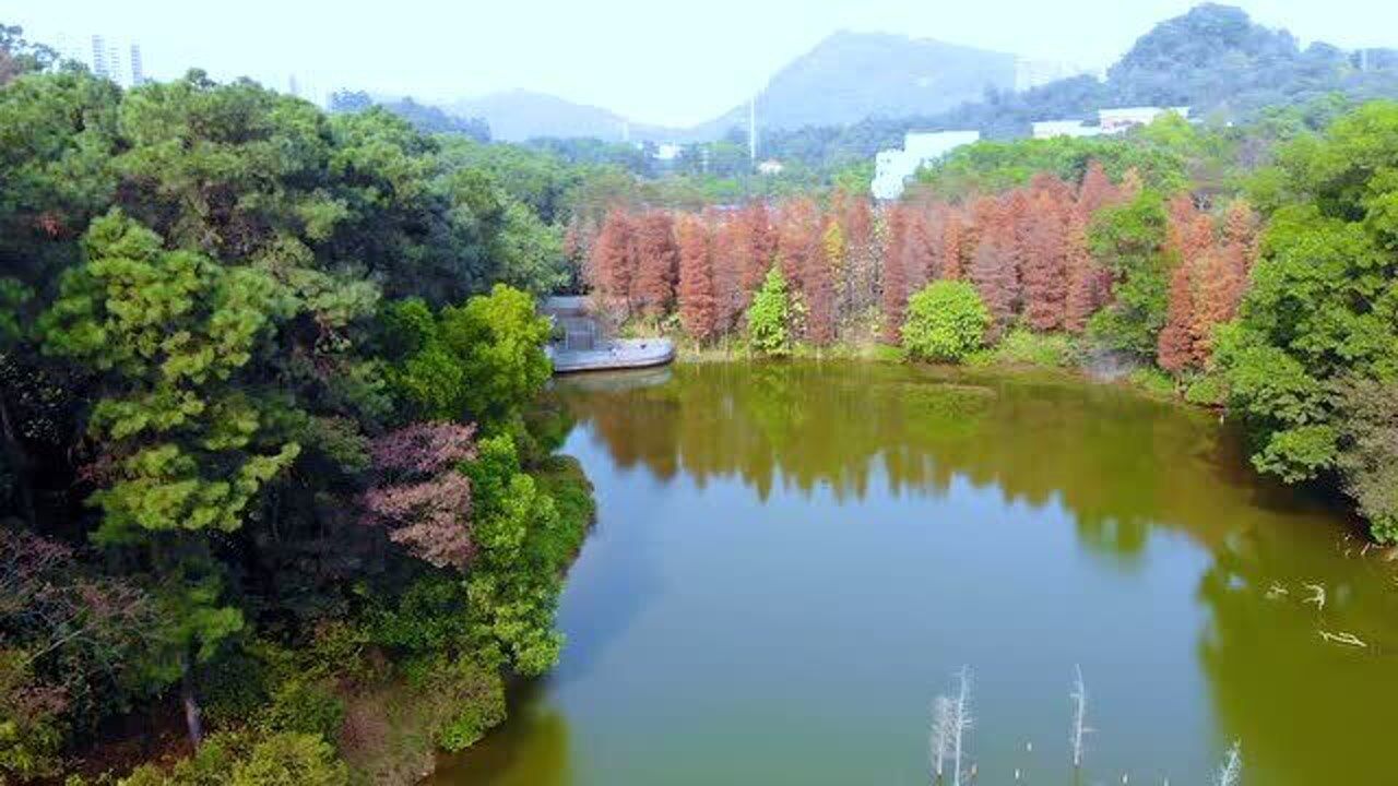 阳江市金山植物公园红水杉美景(2021.1.17)