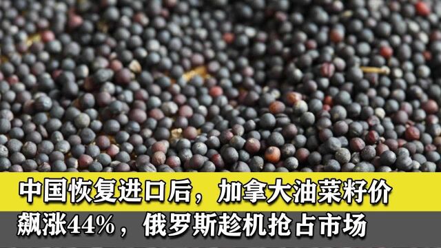 中国恢复进口后,加拿大油菜籽价飙涨44%,俄罗斯趁机抢占市场