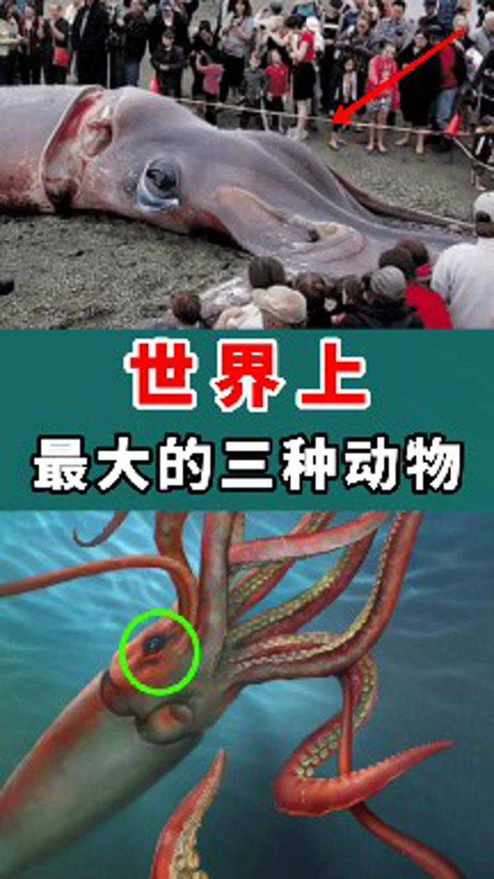 世界上最大的三种动物