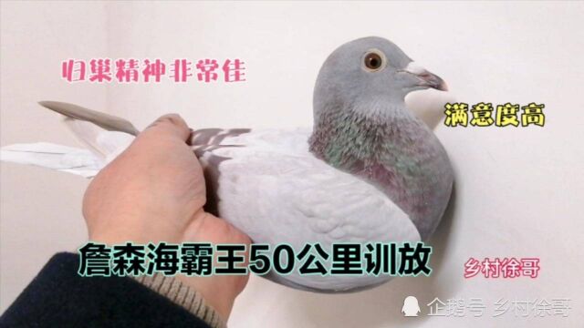 詹森海霸王信鸽50公里训放,归巢速度极快,这精神绝对没得说