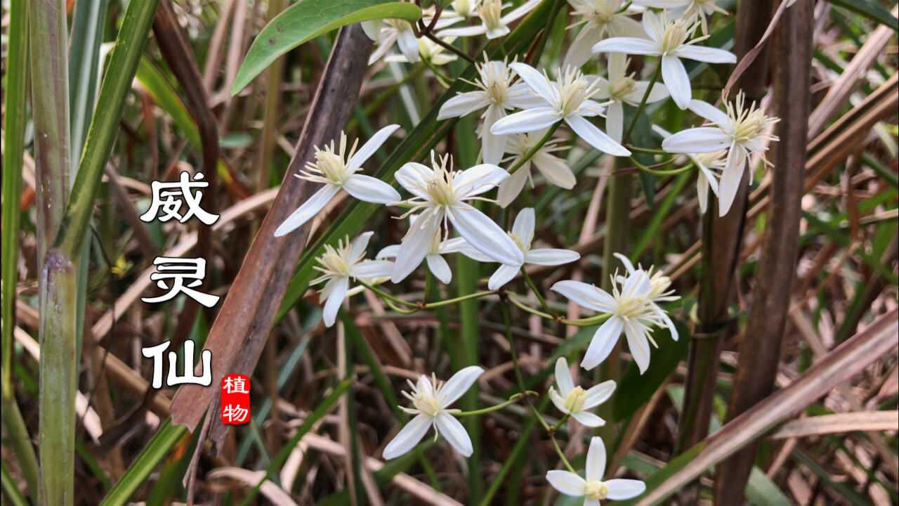 这就是有名的中药材"威灵仙",别名也叫老虎须!山里这些地方有