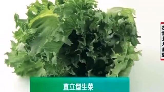 一年种随时可以水培生菜 在高温季节 最好对生菜种子进行催芽