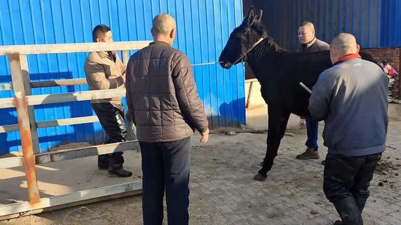 农村杀驴你见过吗驴真的很倔呀