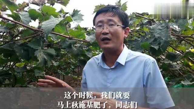 葡萄秋使基肥,都需要哪些肥料?这样的种植方法很不错