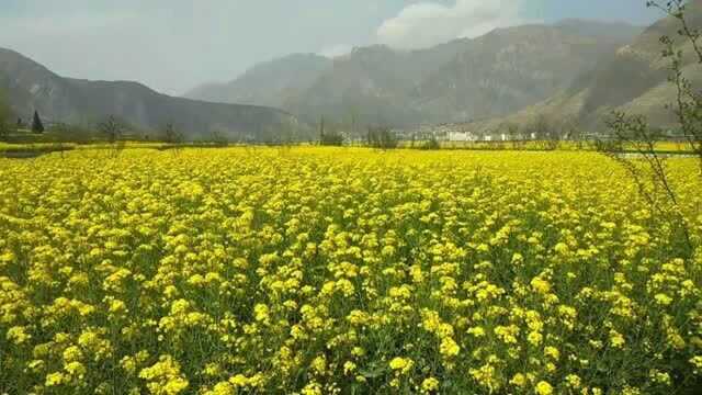 上了央视的千亩油菜花,怎一个美字形容