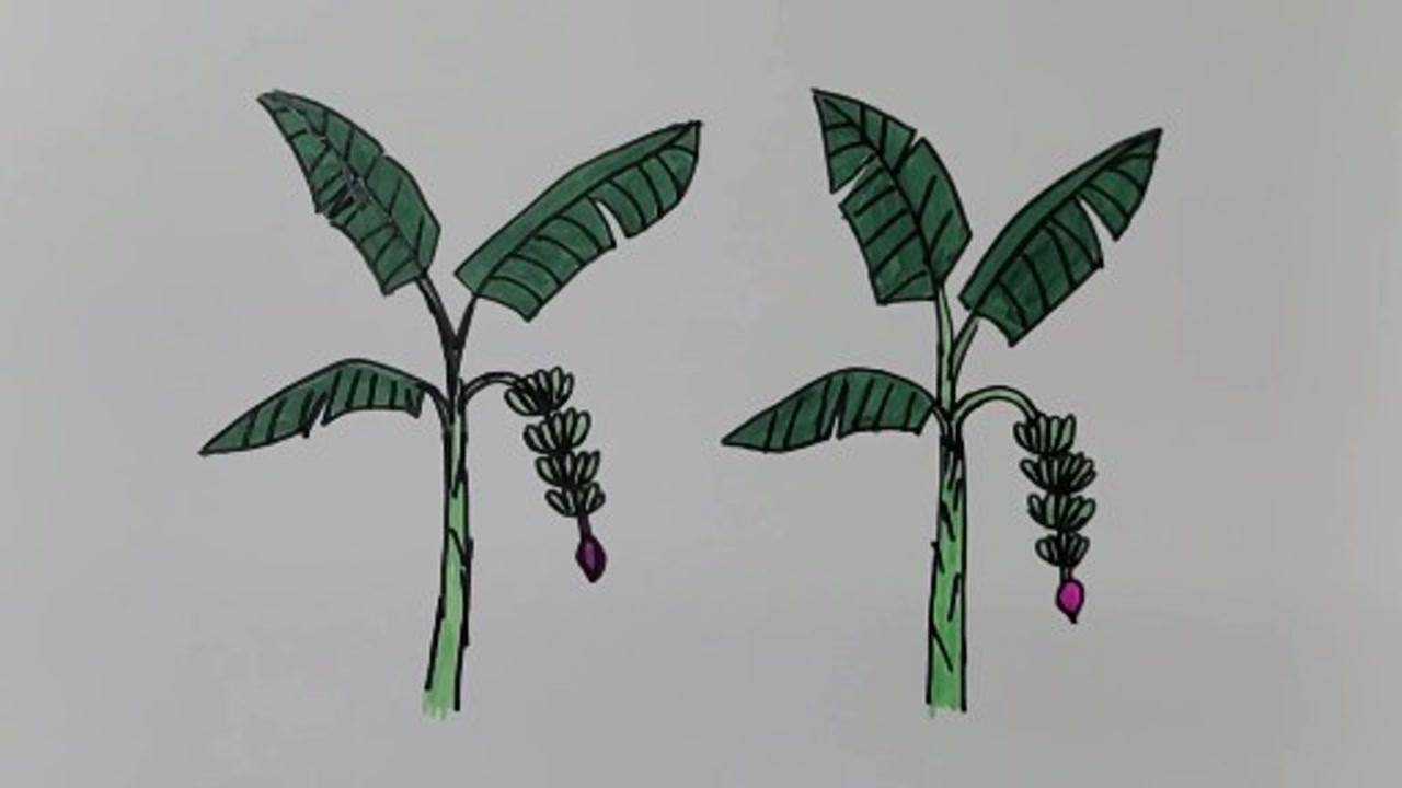 简笔画——香蕉树的画法_腾讯视频