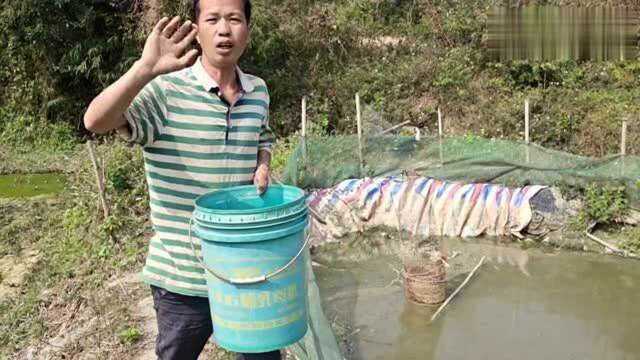 农村9哥去喂鱼意外看到一只黑白色大鸟,不知道是什么鸟,能捉吗