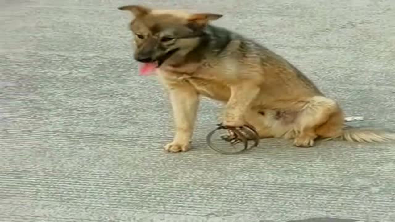 街上偶遇流浪狗被老鼠夹子夹断了腿这看着就疼啊