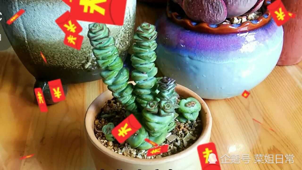 多肉钱串繁殖超简单，赶紧养一盆，来年钱多的花不完串的一串串_高清1080P在线观看平台_腾讯视频