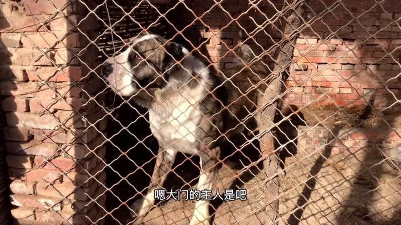 190多斤的中亚猎狼犬疯狂扑咬笼子可把阿郎吓坏了安全吗