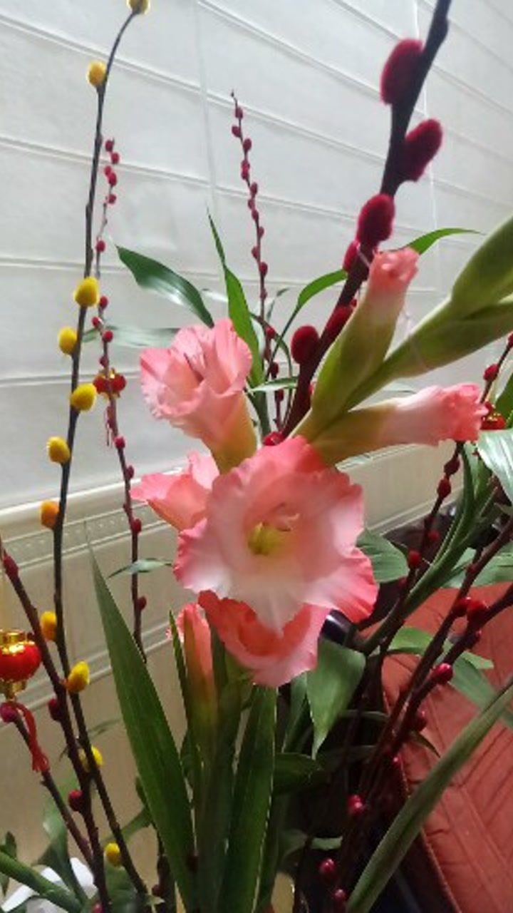 步步高花,可剪栽枝水插开花,兰花类