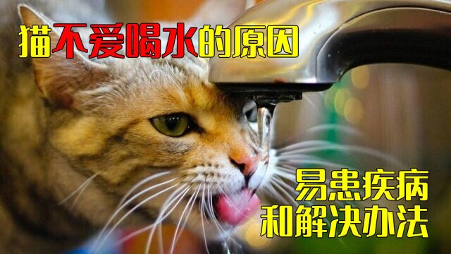 猫不爱喝水的原因、易患疾病和解决办法