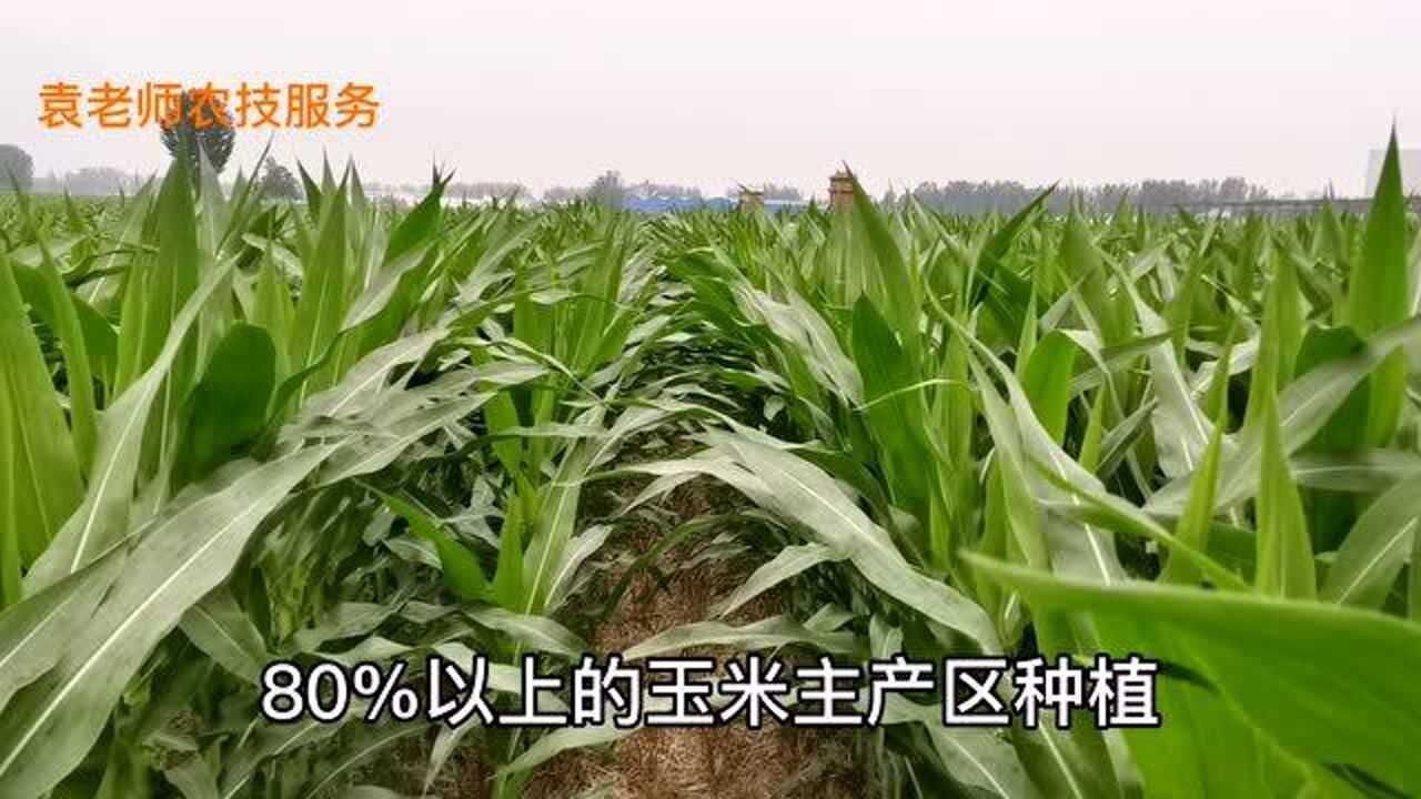 这个玉米新品种最高亩产3000斤年推广面积200万亩