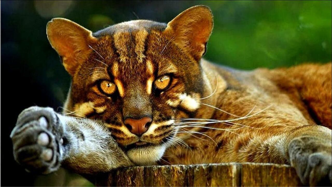 "虎生三子,必有一彪",能轻松杀死老虎的彪,到底是什么东西?